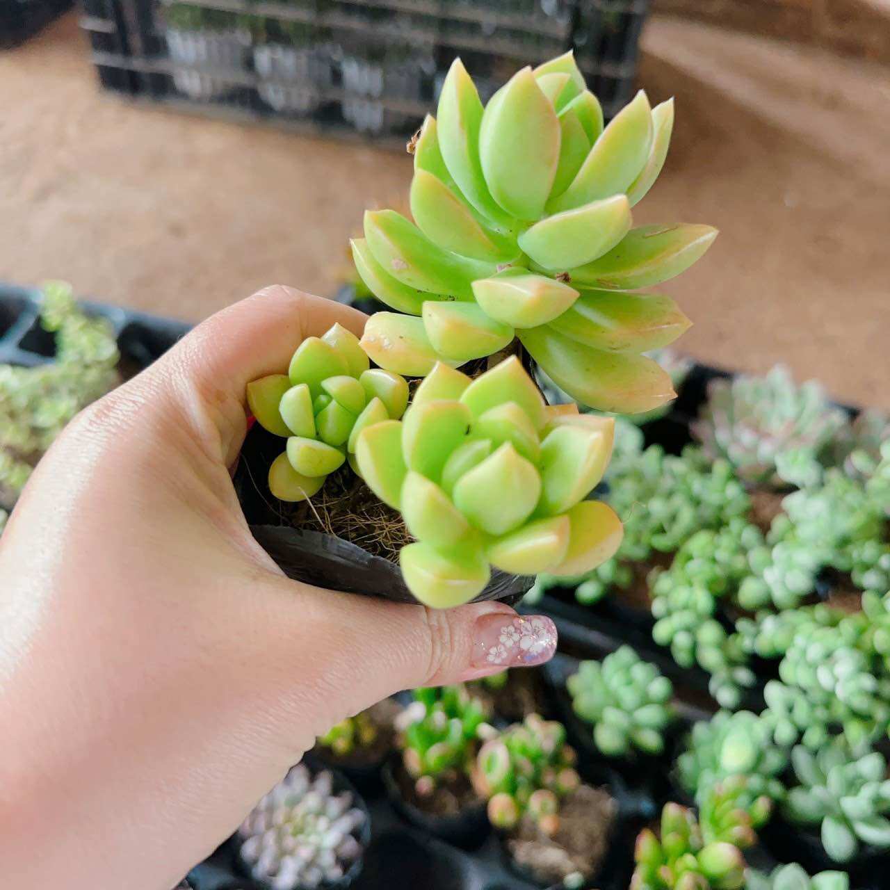 Sen đá đá vàng cute size bầu