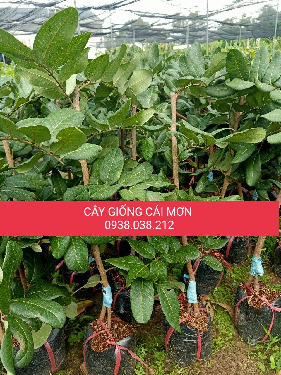 Cây giống thanh nhãn