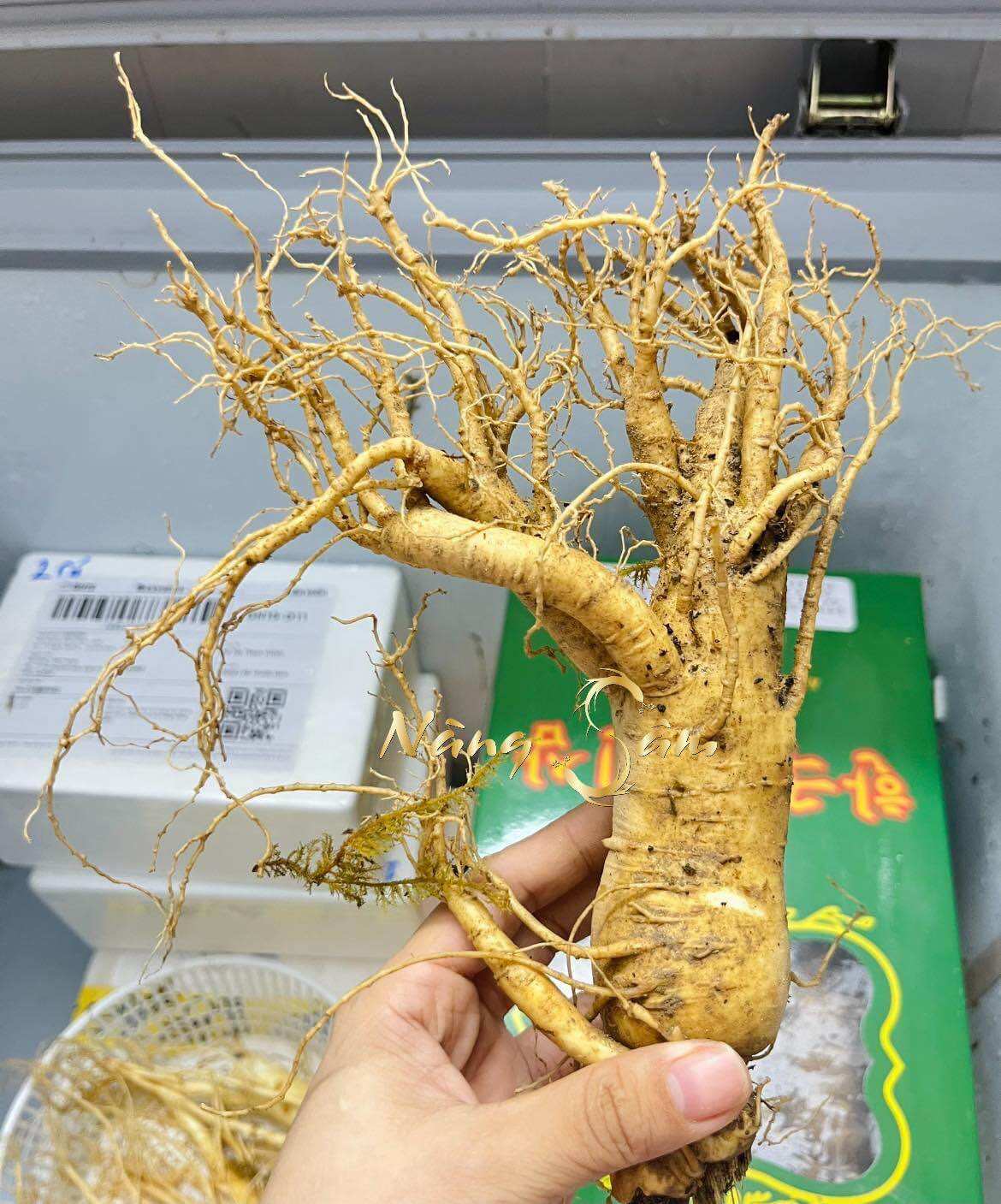  1 Củ Nhân Sâm Tươi Hàn Quốc Size 6 Củ Kg - Sâm Tươi Hàn Quốc 6 Năm Tuổi 1 củ 165gram 