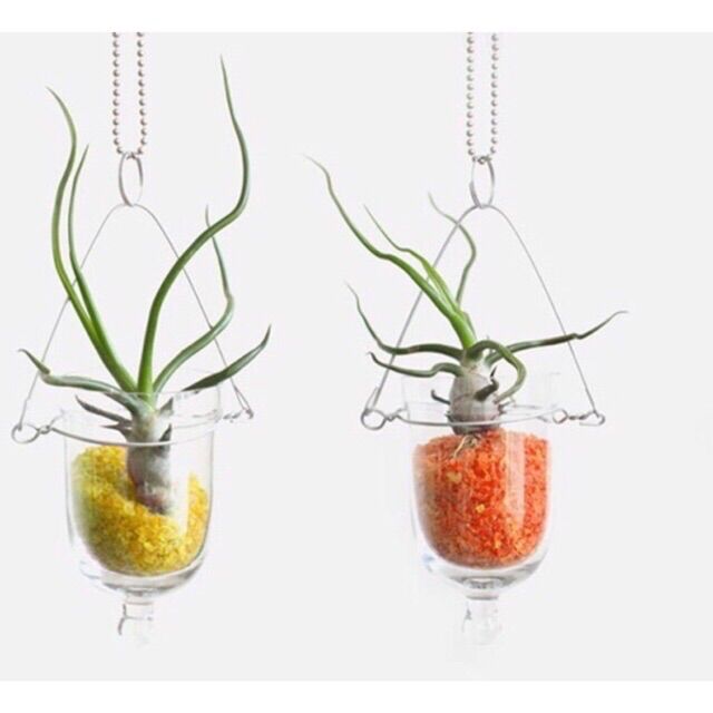 Cây không khí bulbosa