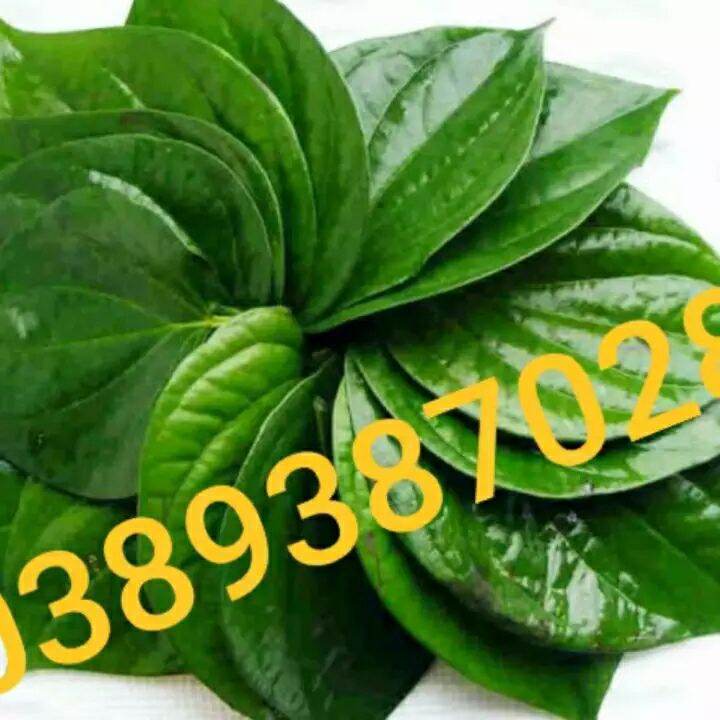 Lá trầu tươi,1kg