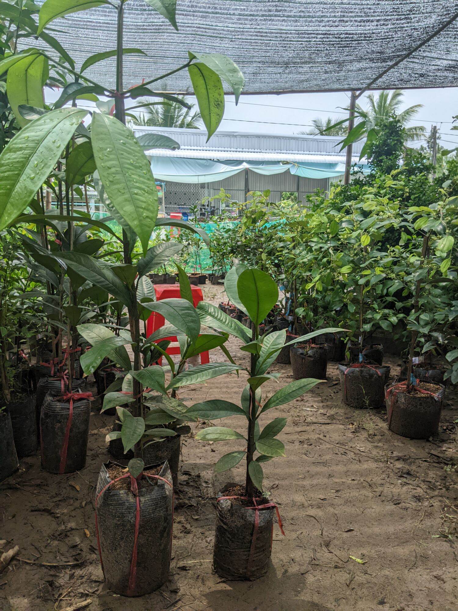 Cây măng cụt giống