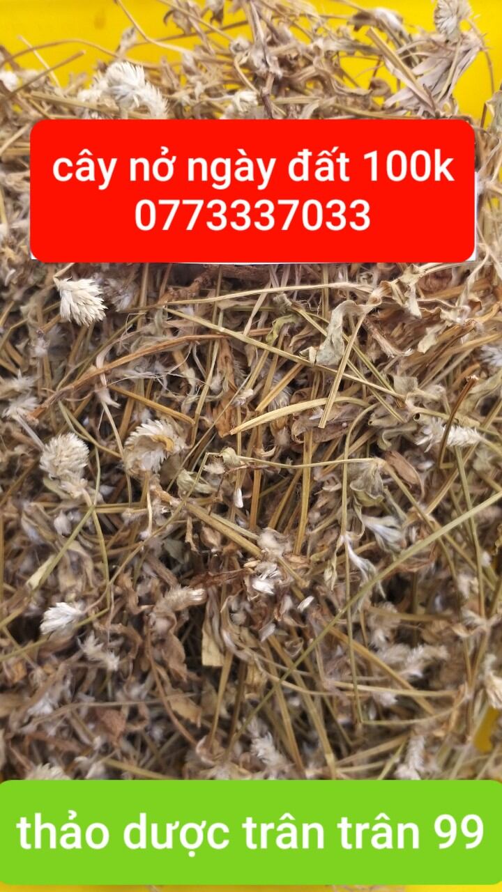 cây nở ngày đất phơi khô 1kg