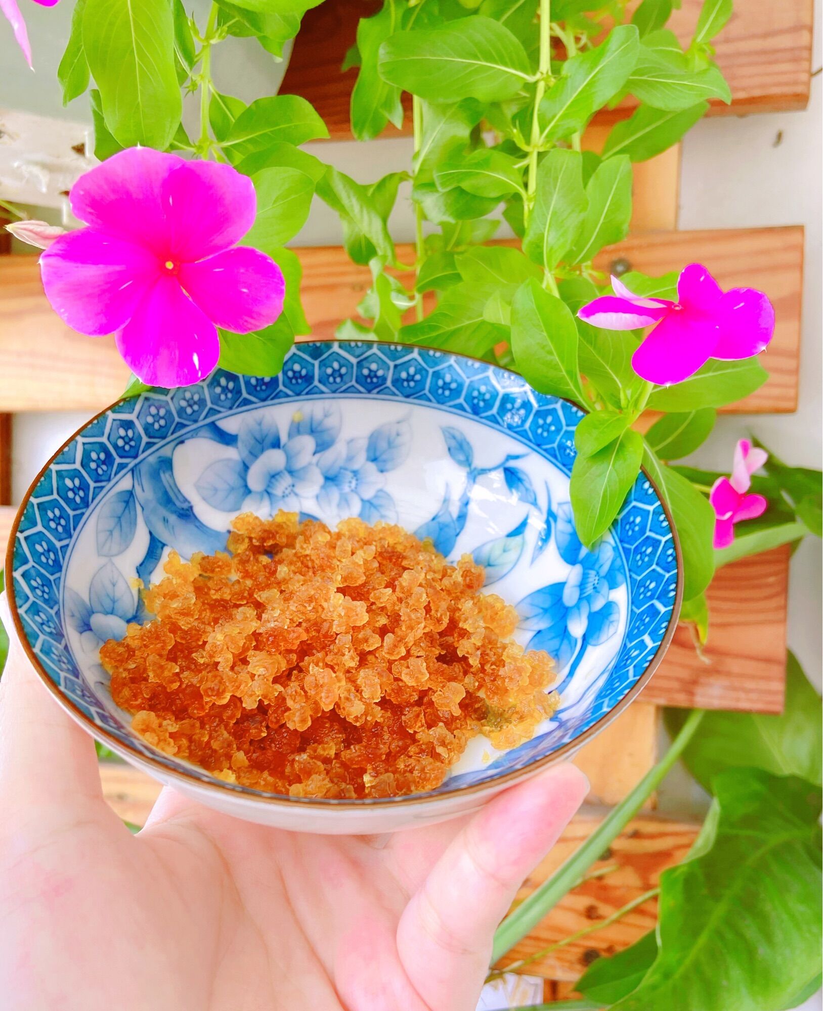 [HCM]Nấm nước water kefir 10gr