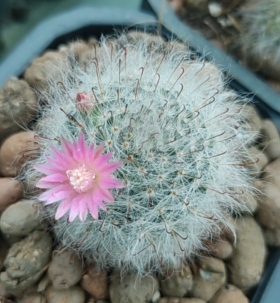 Cây Xương rồng Mammi lông trắng, bông gòn, hoa mini - Mammillaria Bocanasa