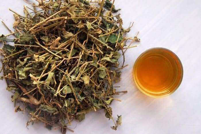 1kg cà gai Leo sấy khô đẹp