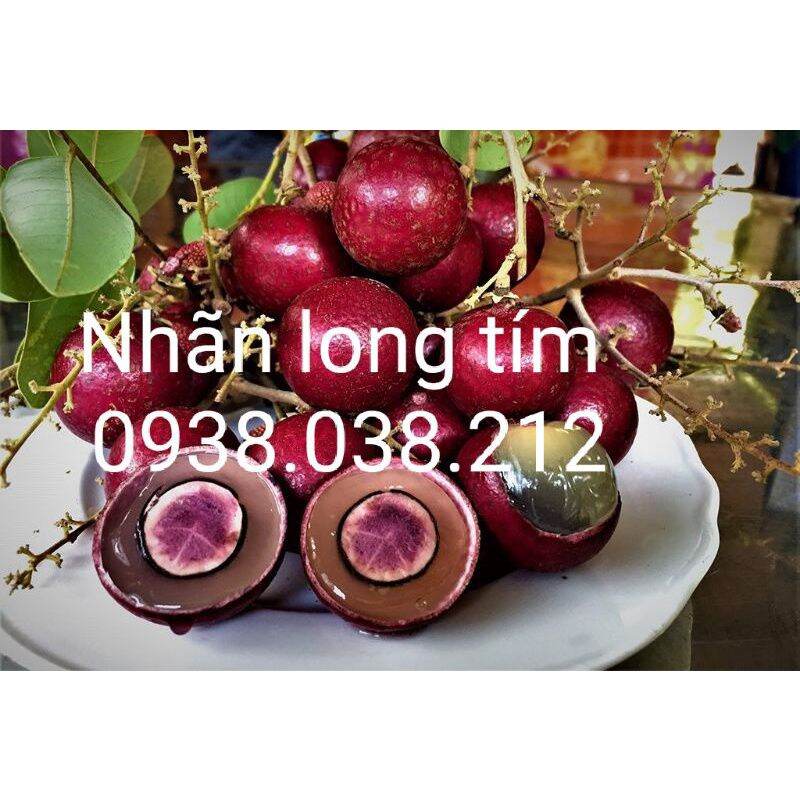 CÂY GIỐNG NHÃN LONG TÍM CHUẨN F1
