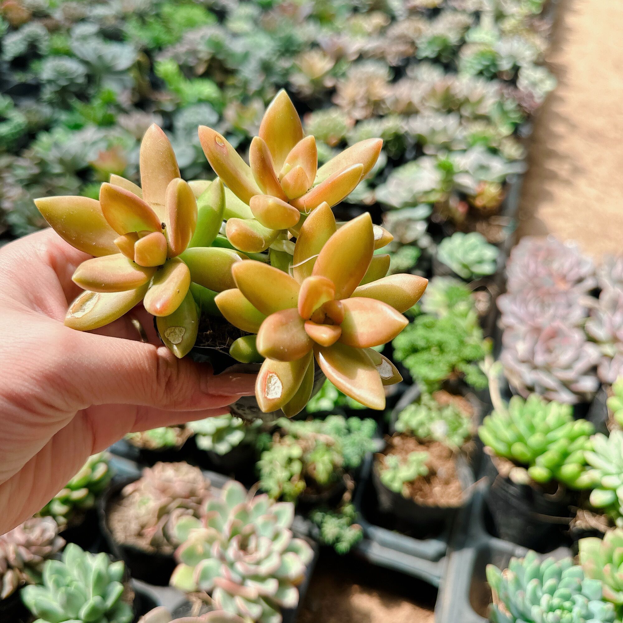 Sen đá đá cam size bầu 3-5 cm xuất vườn đà Lạt