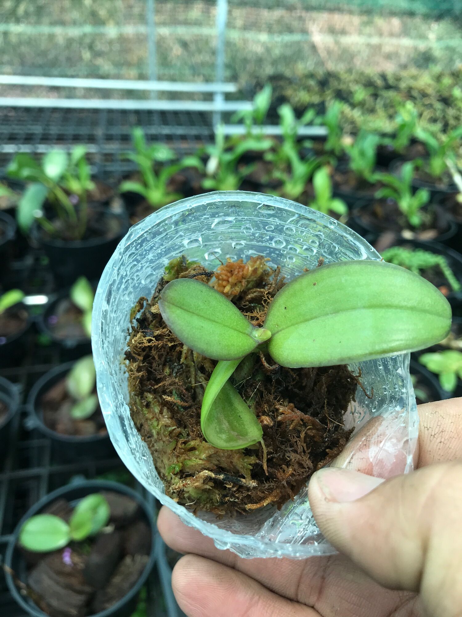 Hoa lan hồ điệp 120k/5 c