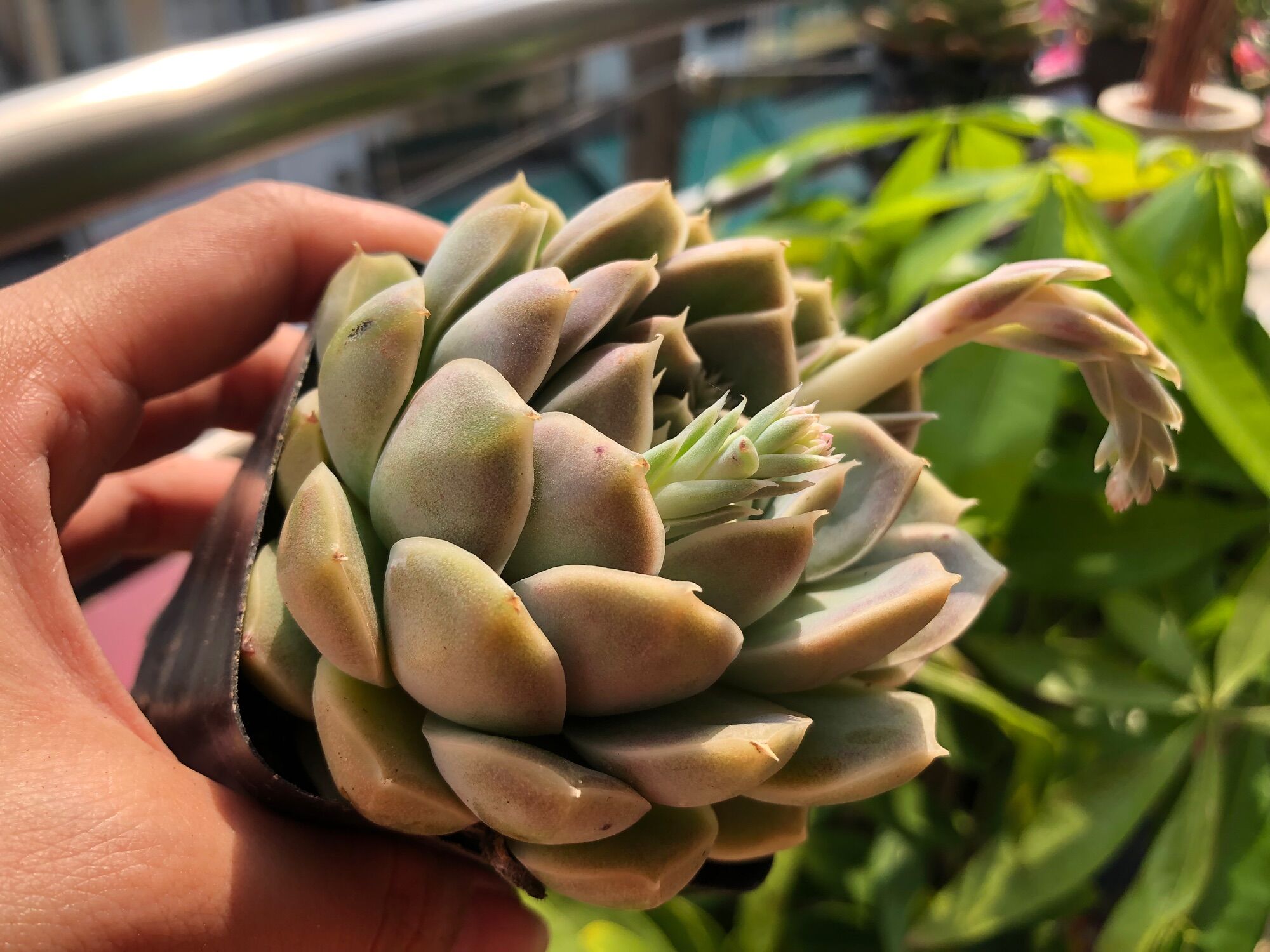 Sen đá pha Lê tím nhạt