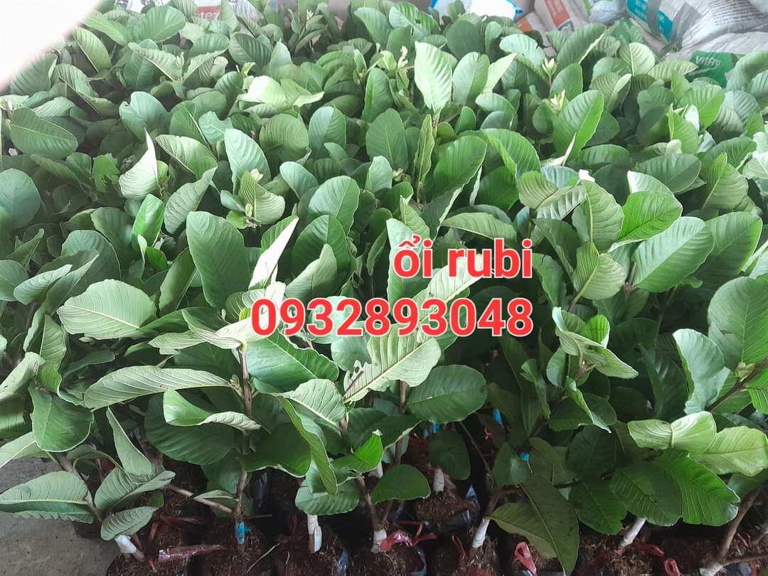 Cây ổi ruby ruột đỏ.cam kết chuẩn giống