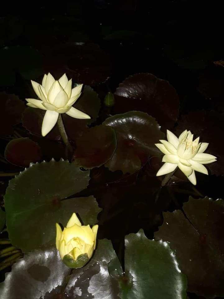Cây hoa súng mỹ vàng