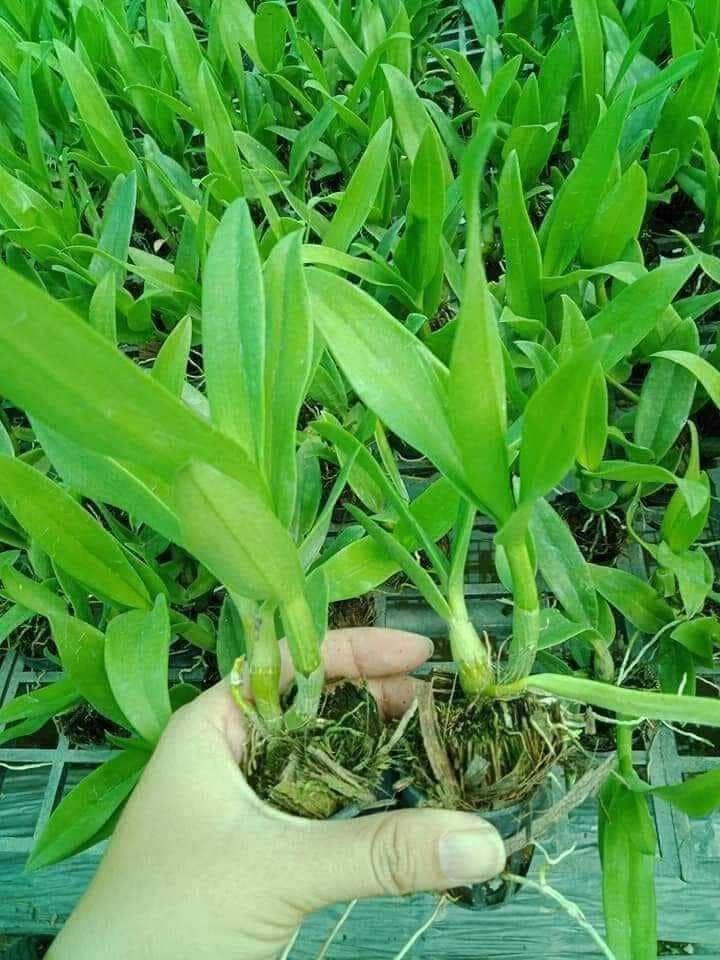 Denro nắng bà liễu giống