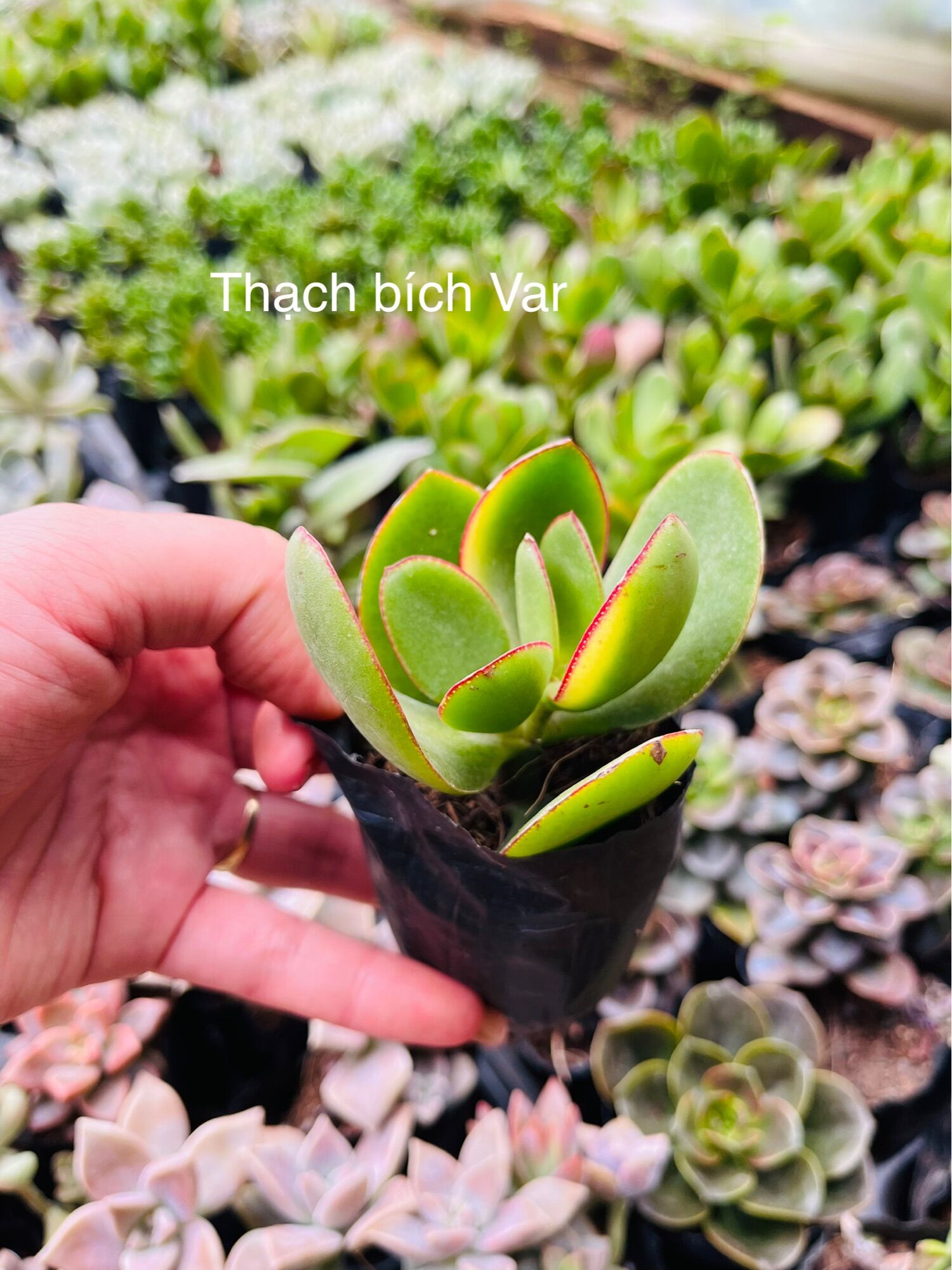 Sen đá thạch bích Var xuất vườn đà Lạt 3-5 cm