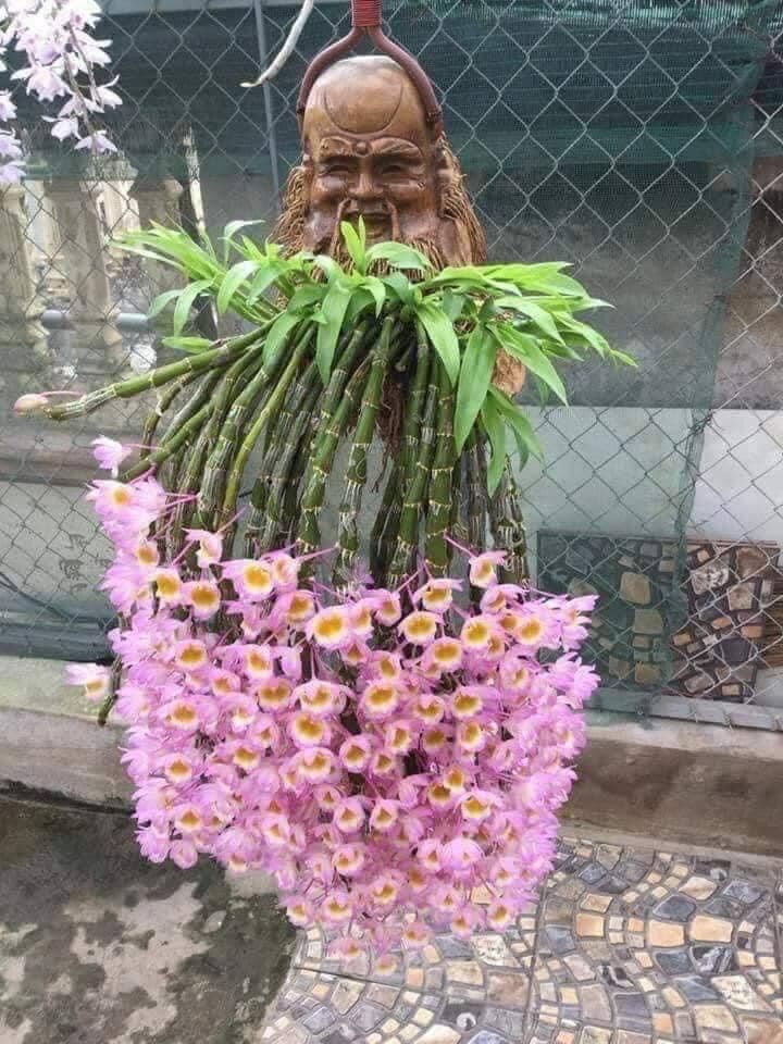 Hoa Lan long tu (1 khóm)