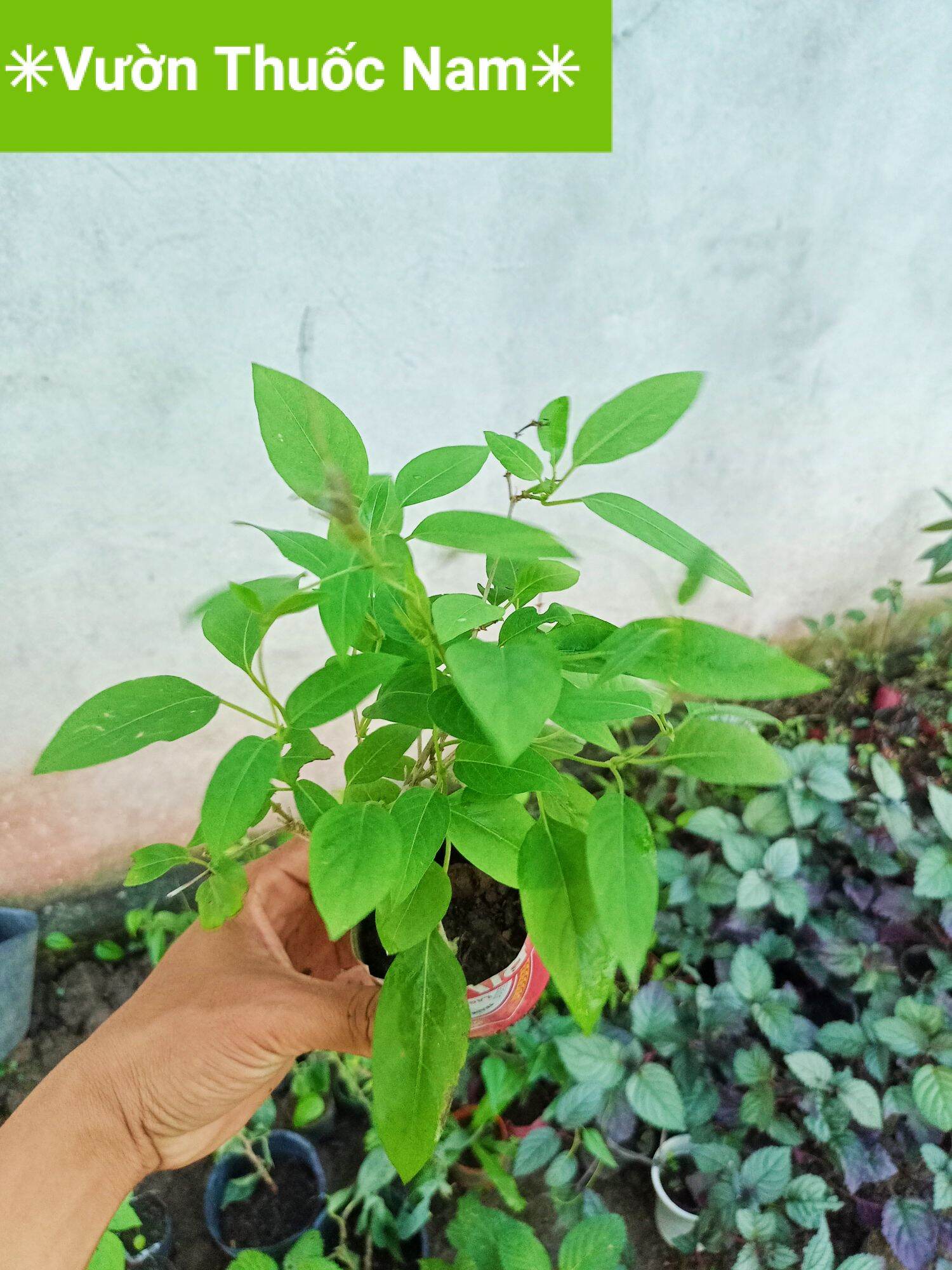 1 Bầu giống cây lá mơ rừng lá mơ làm bánh 4 đến 6 cây con