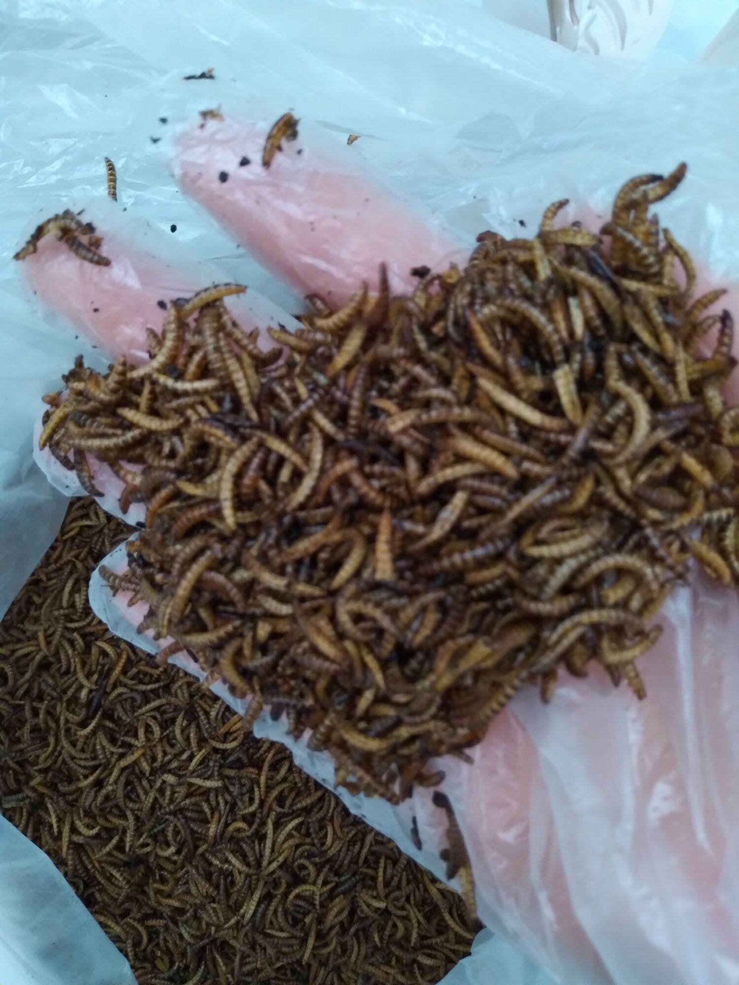 Sâu khô mini dinh dưỡng (100g)