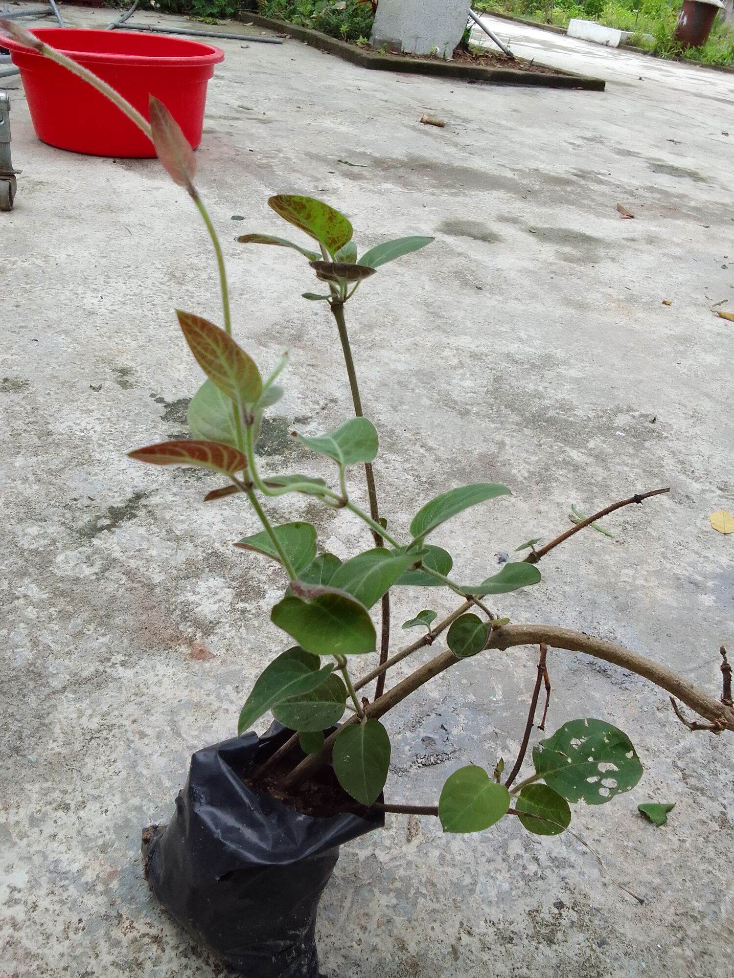 Cây giống lá mơ lông tím/mơ tam thể