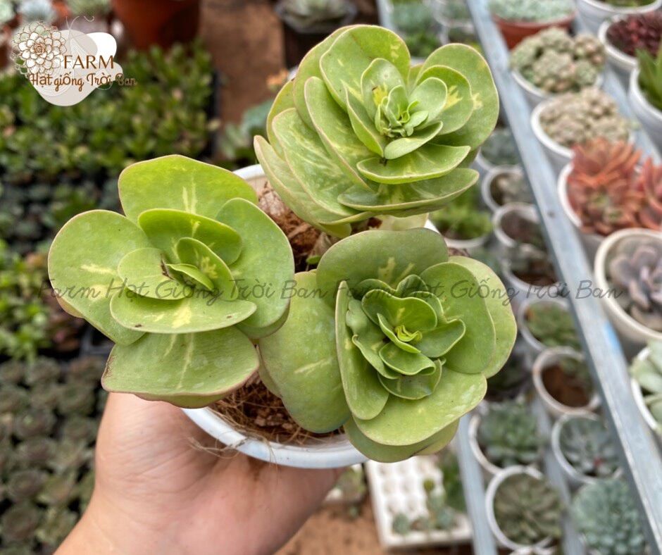SEN ĐÁ Ngẫu Nhiên SIZE TRUNG BÌNH “ Giá HẠT DẺ’’ 9-12CM (1 CÂY)MUA NHIỀU CHỌN KHÁC LOẠI (TỐI ĐA 50 LOẠI)