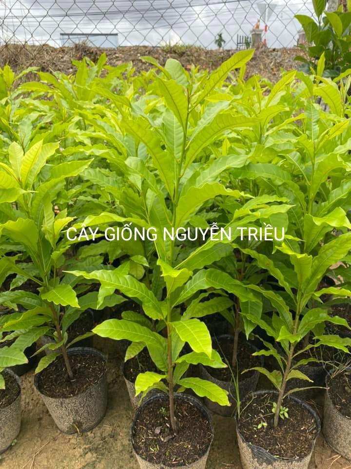 Cây giống vú sữa hoàng kim