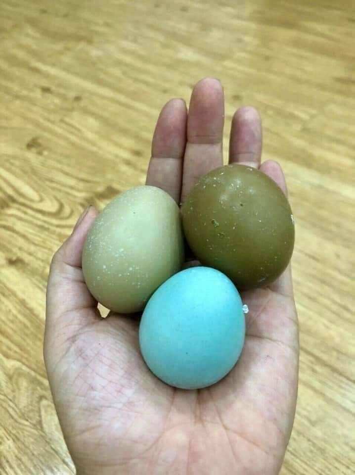 trứng chim trĩ  về ăn 10 trứng