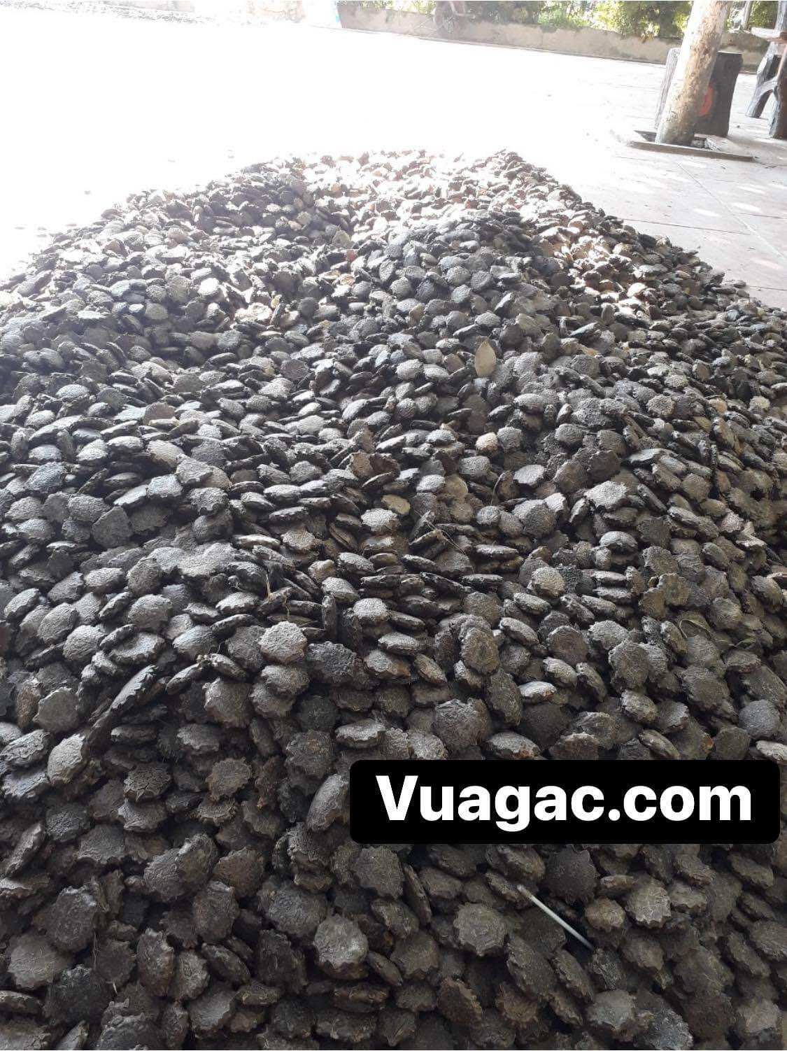 1kg hạt gấc chưa rang