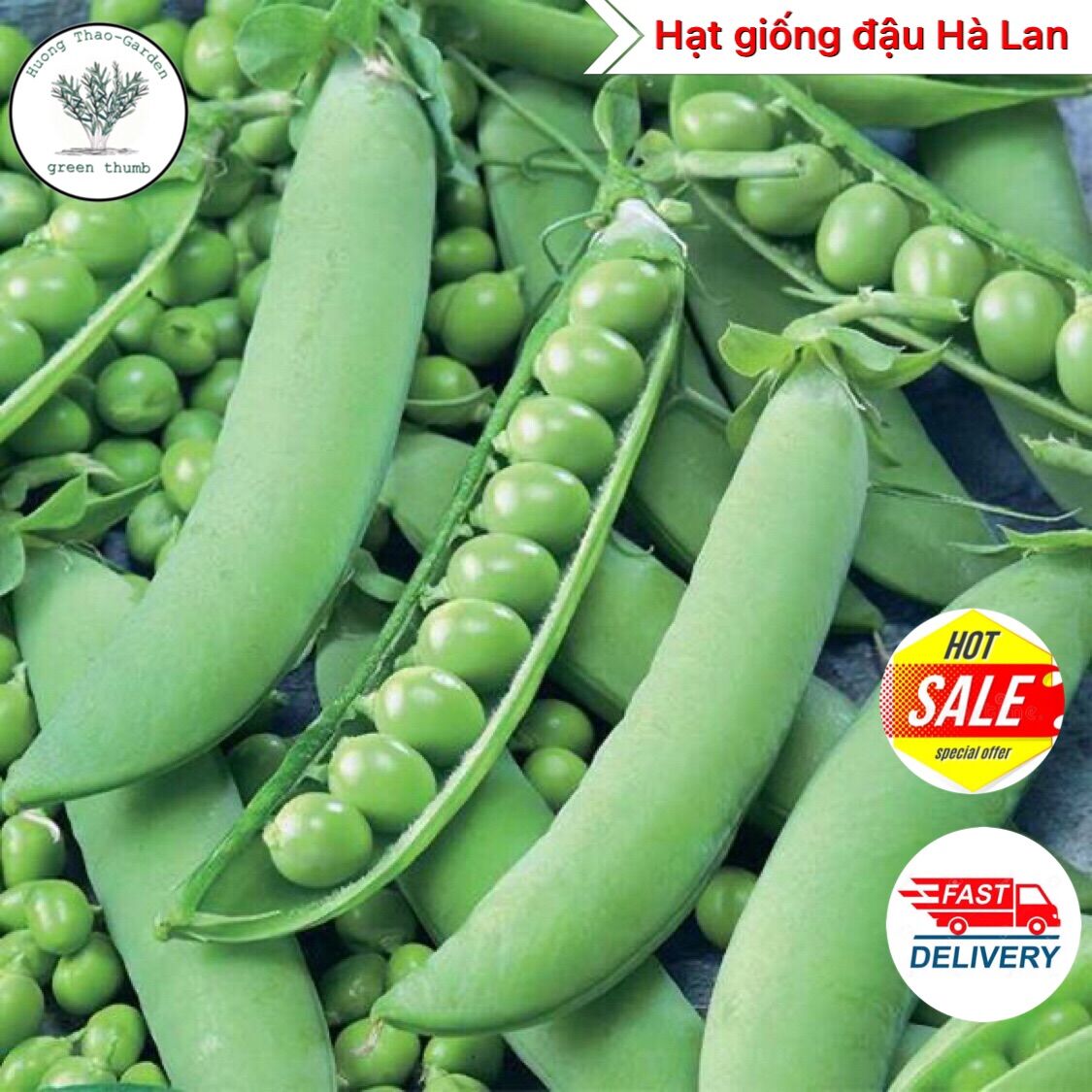 Hạt giống đậu Hà Lan cao sản