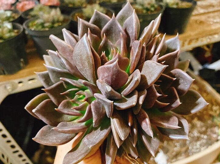 Sen đá Black Prince, 1 gốc 3 đầu