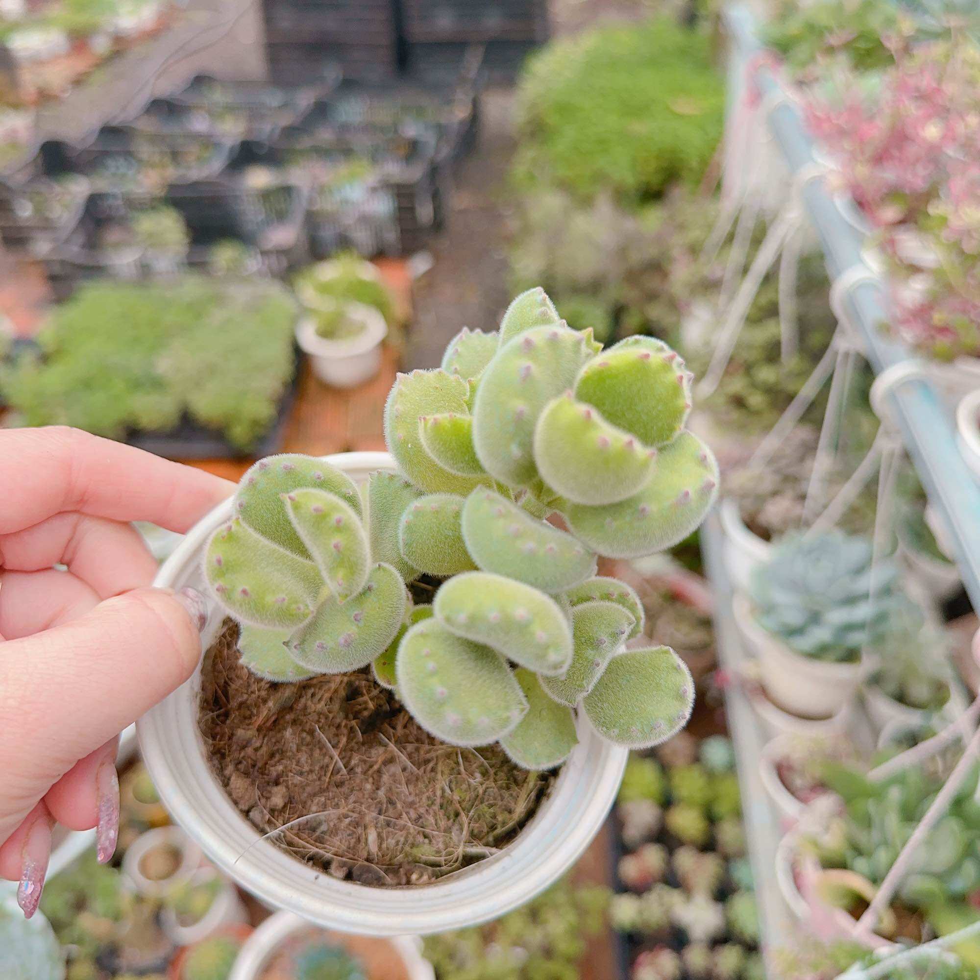 Sen đá tay gấu size trung 5-7cm