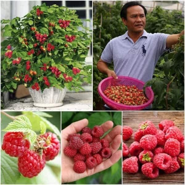 Cây giống mâm xôi(1 bầu giống 20cm)