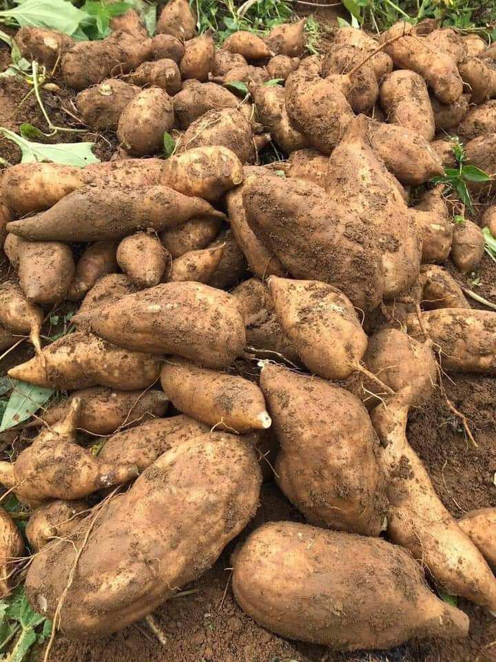 1kg khoai sâm đất ăn như trái cây
