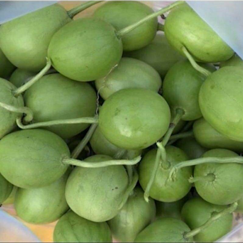 Hạt giống dưa hấu ăn non hiệu Rạng Đông