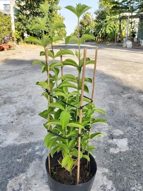 Cây hoa Quỳnh anh tím