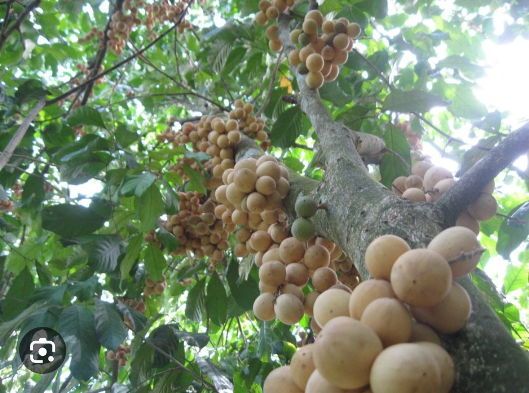 CÂY GIỐNG BÒN BON THÁI