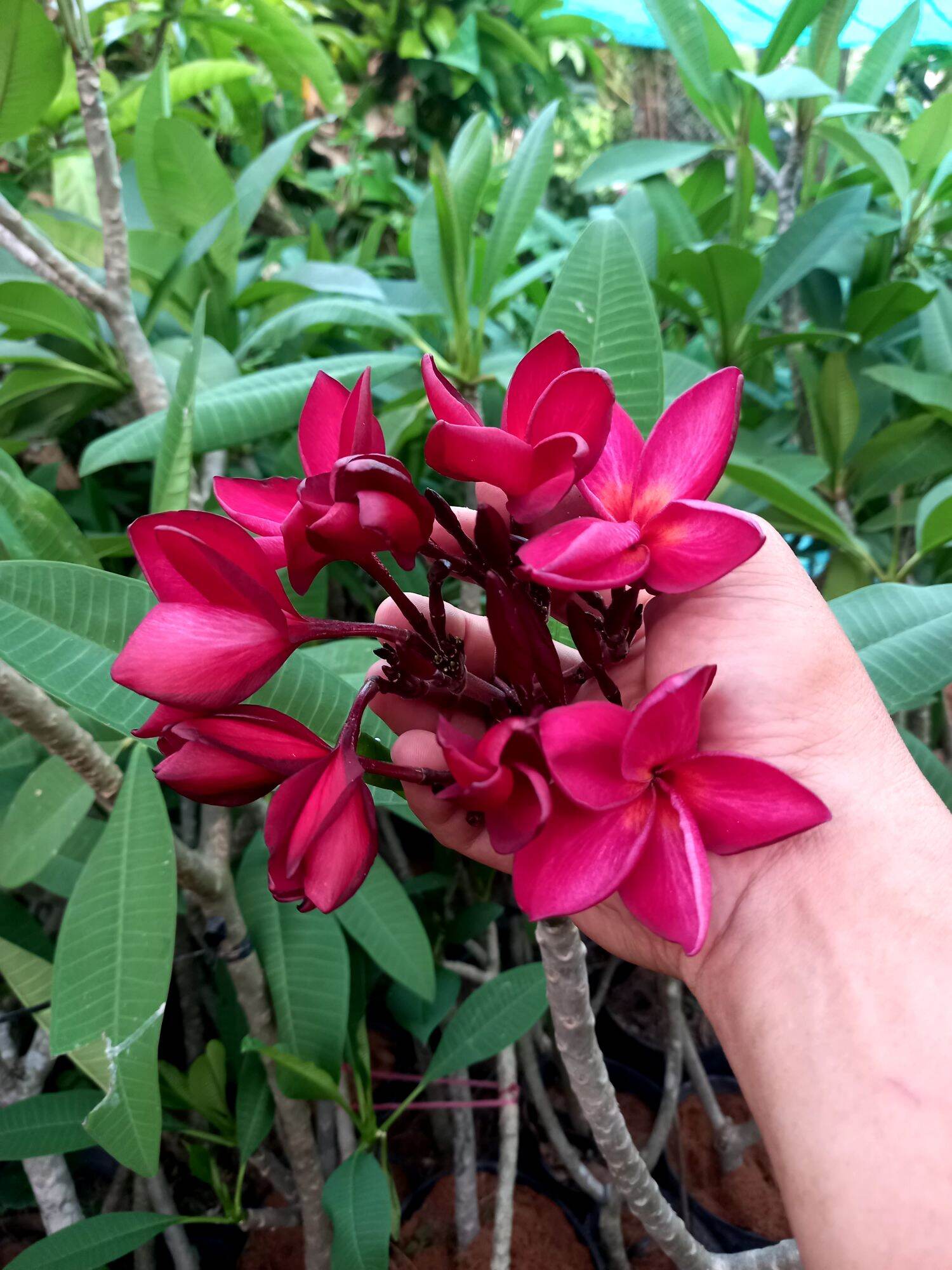 cây sứ đại đỏ hoa thơm