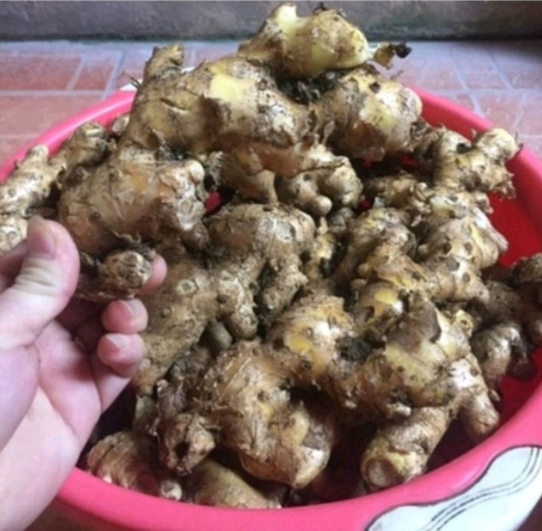 Gừng Gió rừng  Tươi 1 Ký  (Hàng Chuẩn 100%)