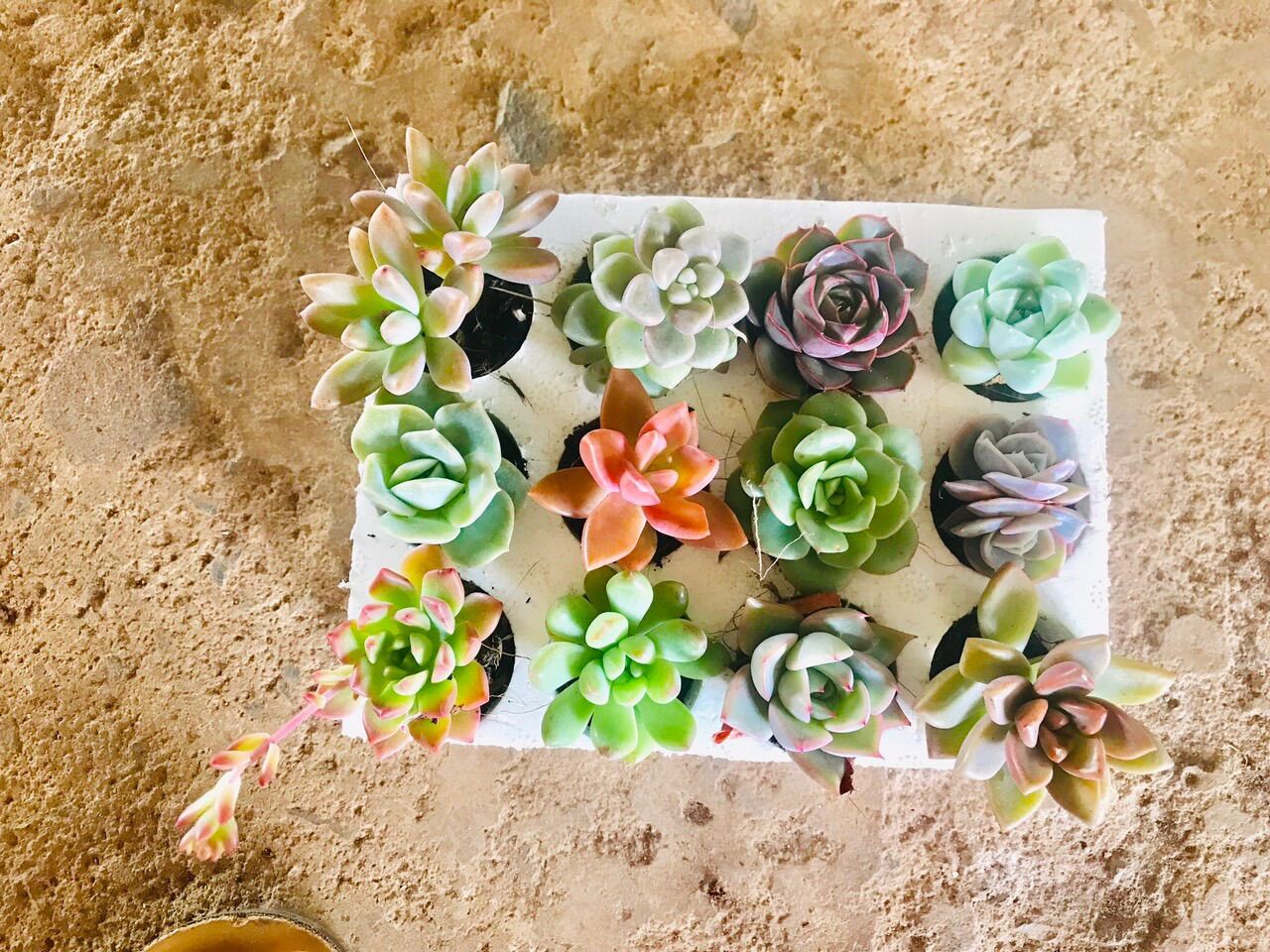 Combo 12 cây sen đá mini ngẫu nhiên