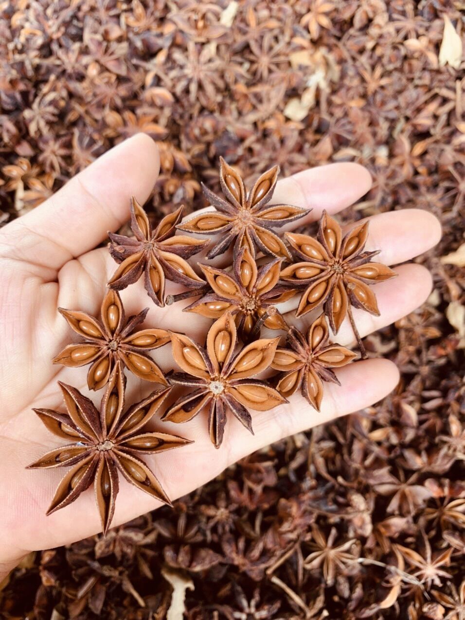 Hoa hồi xứ lạng 200gr
