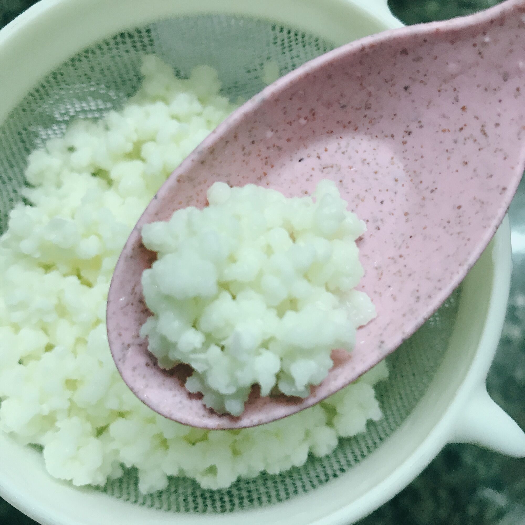 Nấm sữa kefir làm sữa chua chất lượng