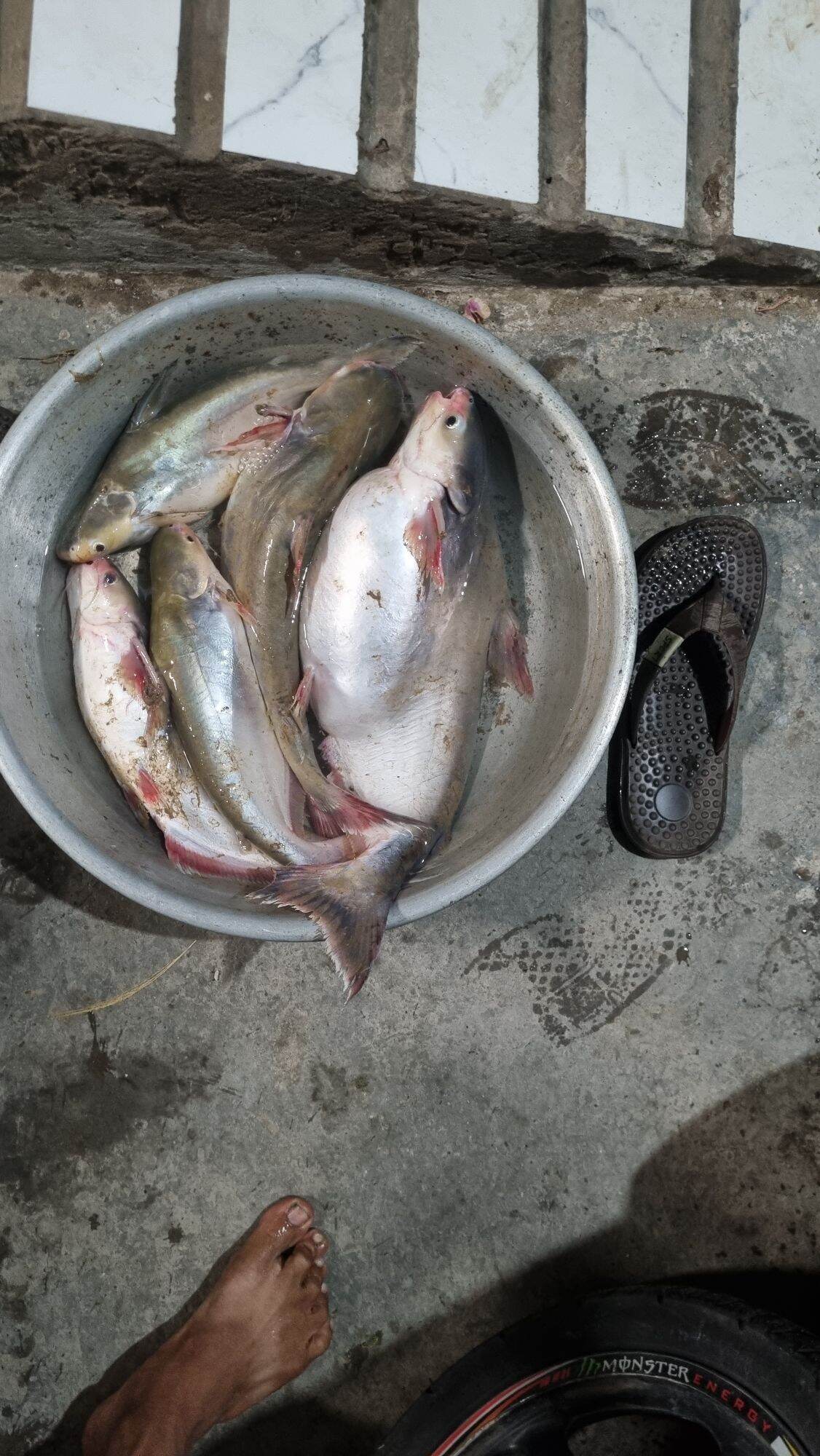 MỒI CÂU CÁ LĂNG DA TRƠN 500G