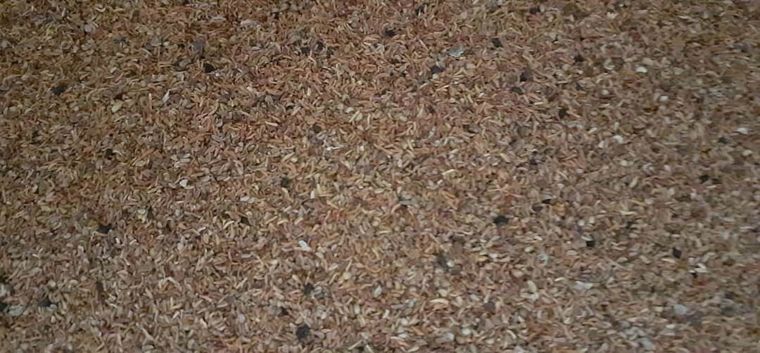 500 gram hạt giống cây bạch đàn trắng