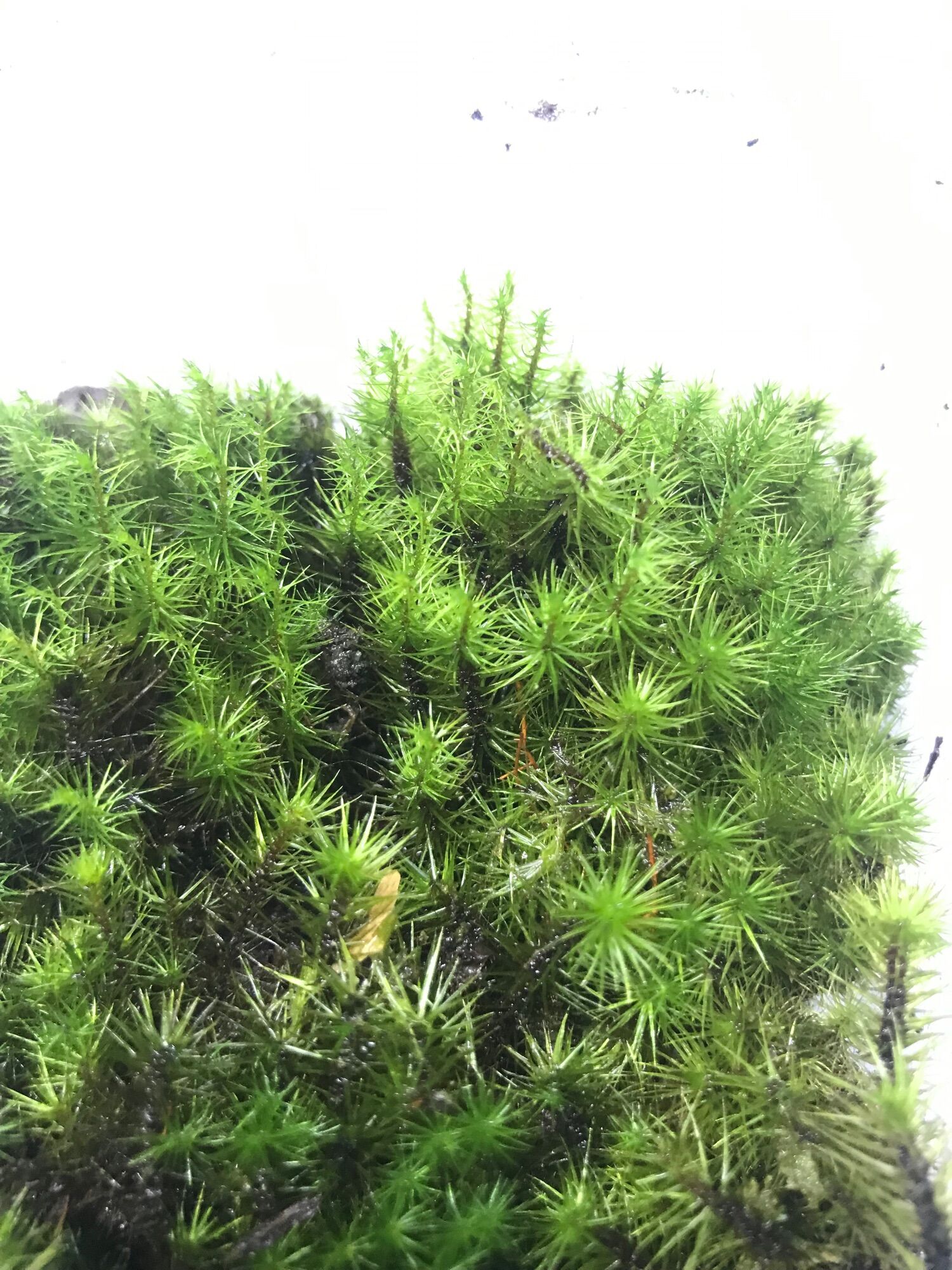 Rêu Haircap