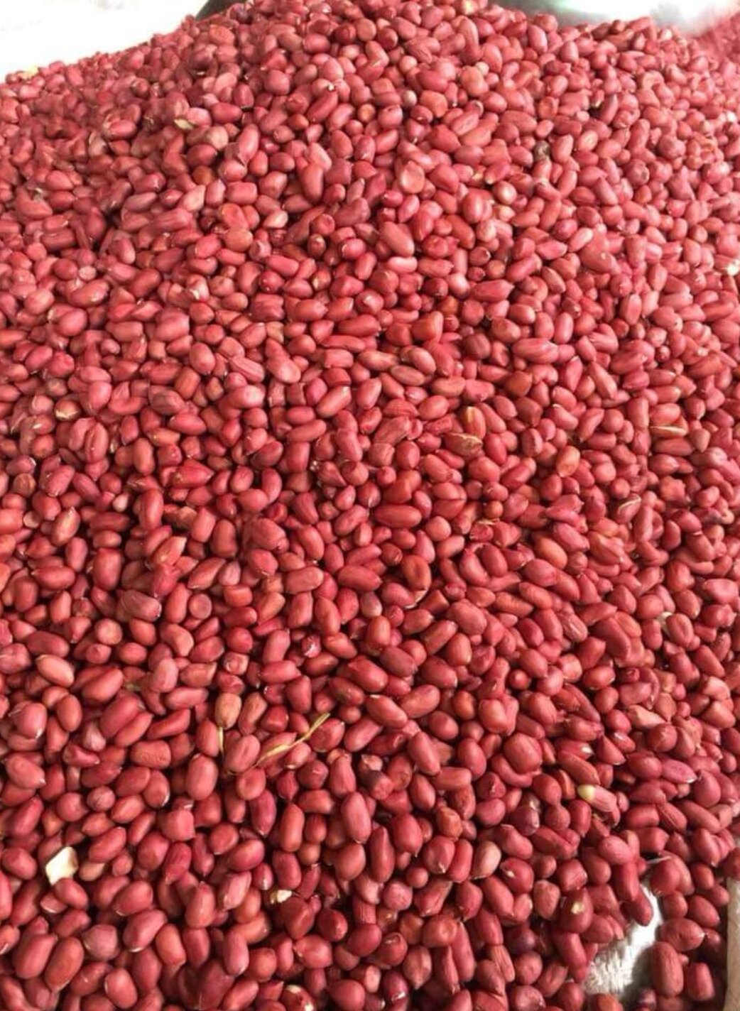1kg Lạc đỏ giống cũ