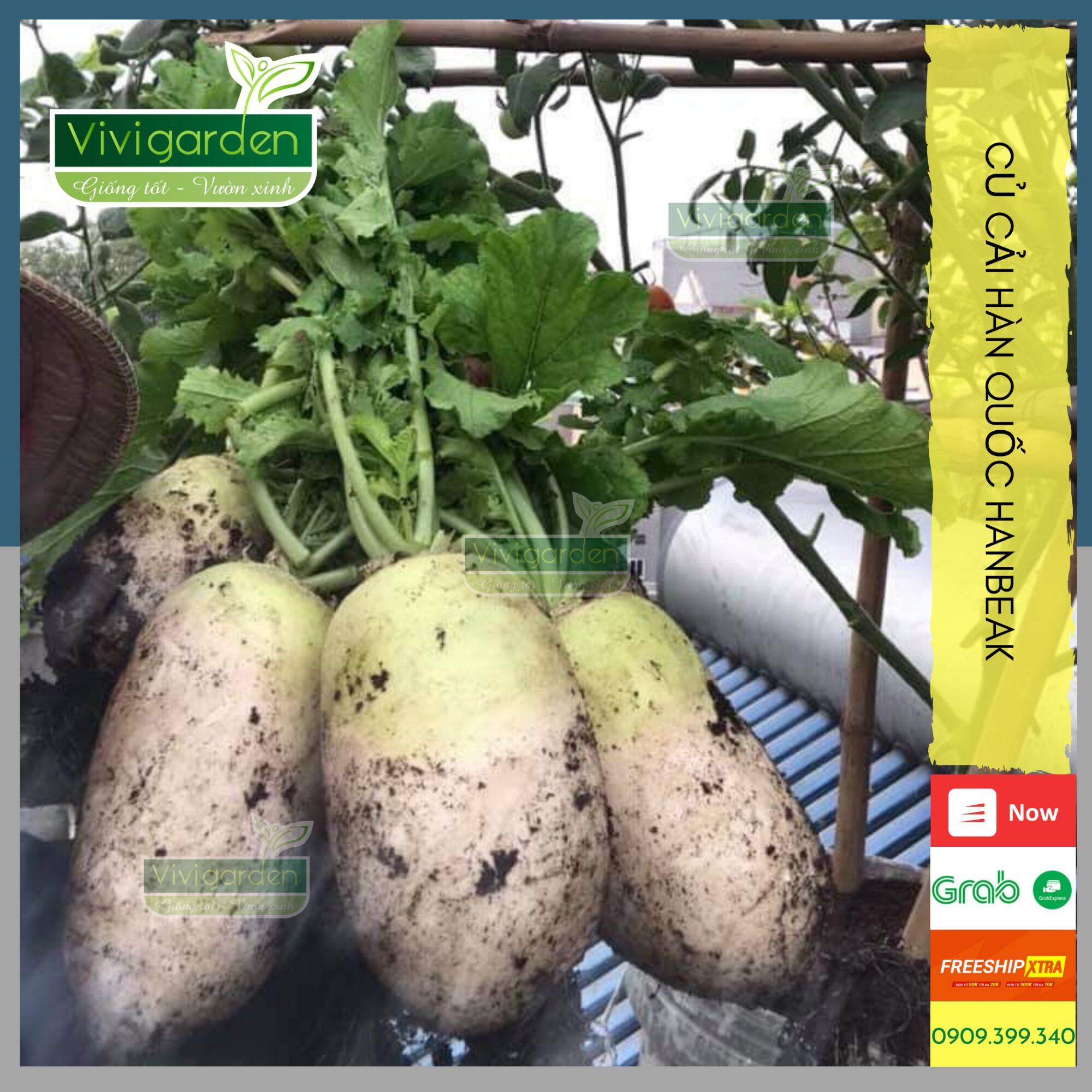 [HCM]Combo 50 Hạt Củ Cải HàN QuốC Củ Cải Khổng Lồ Dễ Trồng Củ To Và Ngọt Thịt Ít Xơ Dễ Ăn