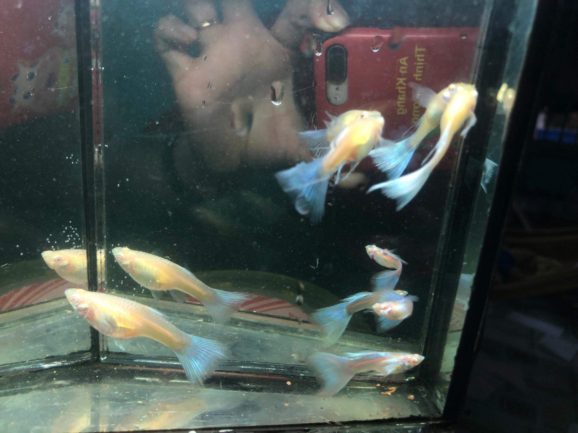 GUPPY 1 Cặp BLUE TOPAZ