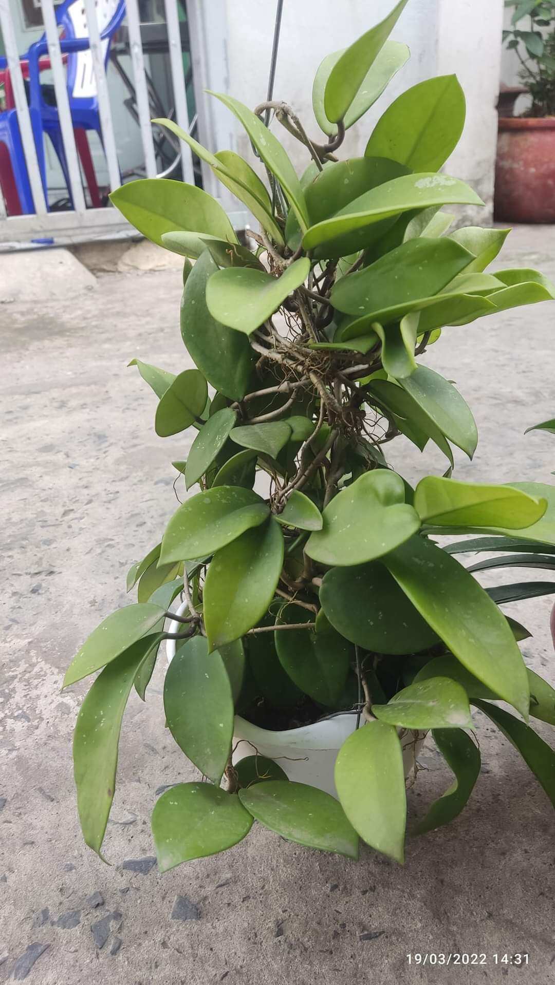 Cẩm cù đỏ hoa thơm cây trưởng thành sắp hoa