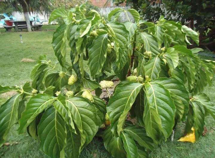 Lá nhàu tươi 1kg