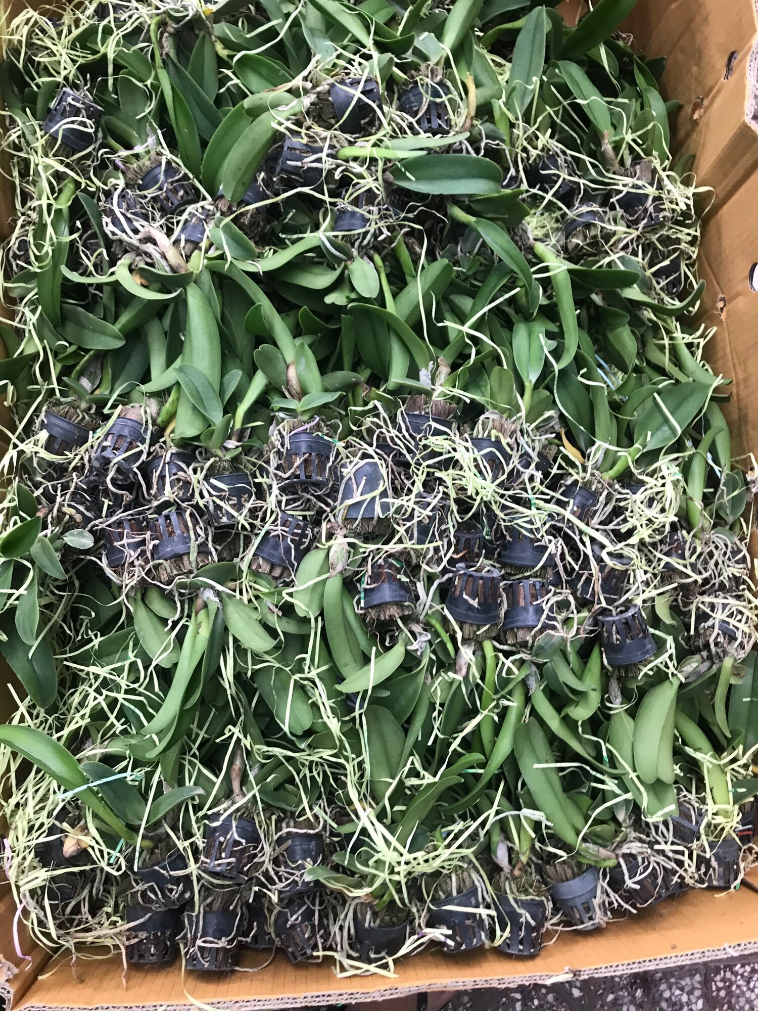 Lan Cattleya Cây Giống Nhiều Màu