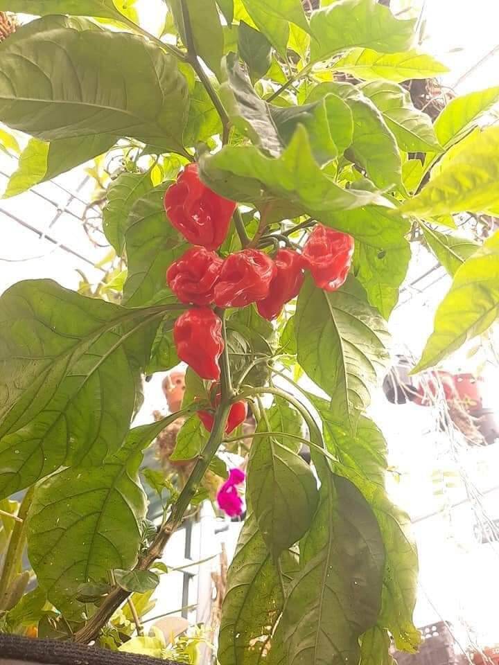 5 HẠT GIỐNG ỚT HABANERO RED