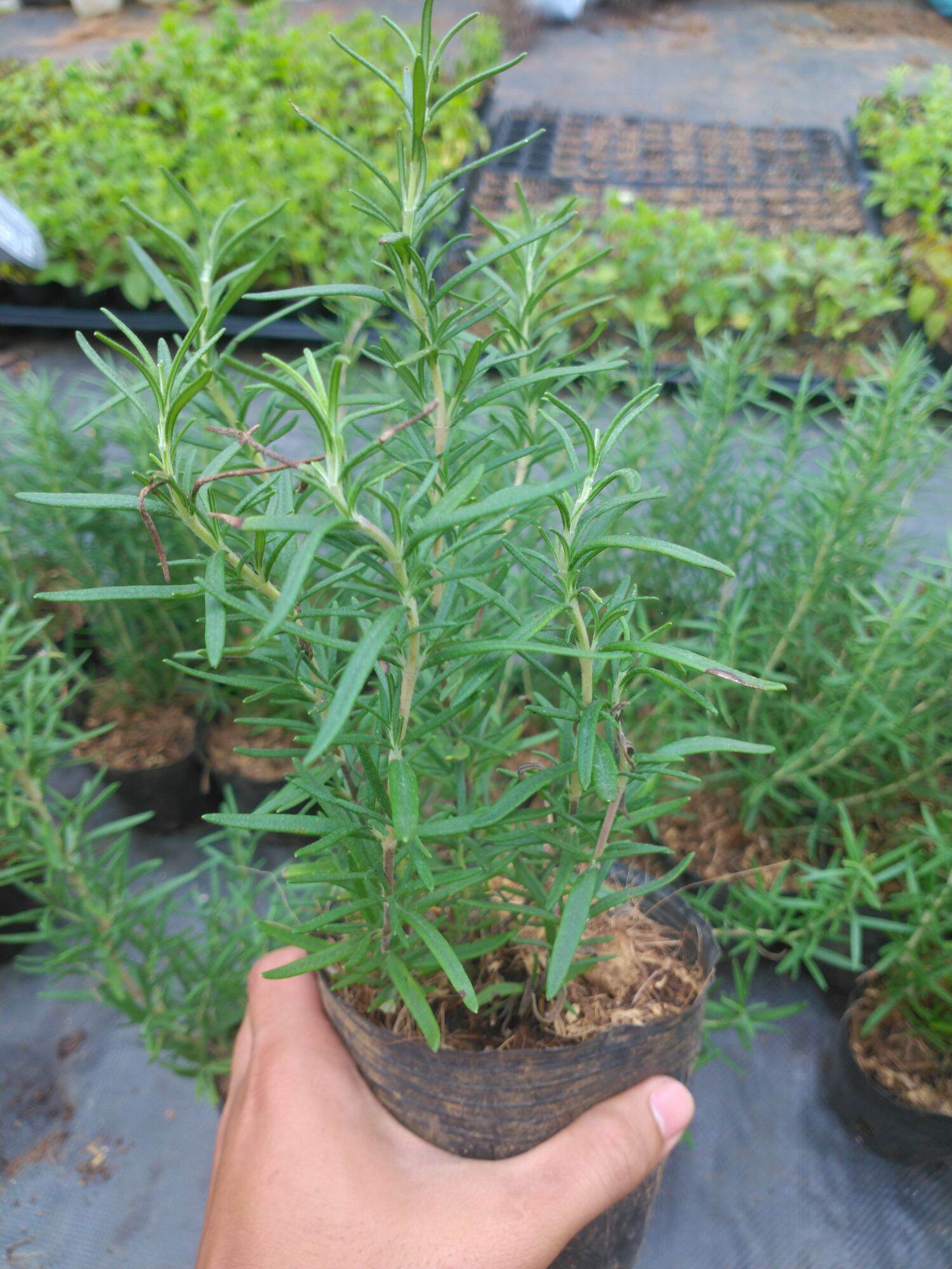 cây hương thảo (10cm)